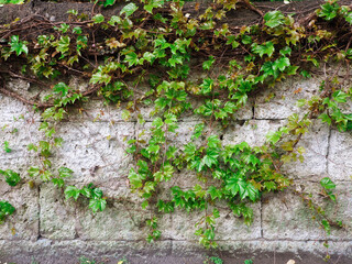 Leaves climbing on grunge surface. Green Creeper Plant growing on old brick wall.