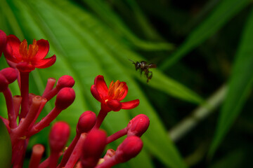 The beautiful red flower with black background