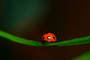 The Ladybug and a leaf 