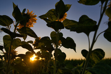 Traumhafter Sonnenaufgang im Sommer auf dem Land durch Sonnenblumen fotografiert, Licht und Schatten