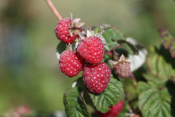 Fresh raspberries on a branch in  garden