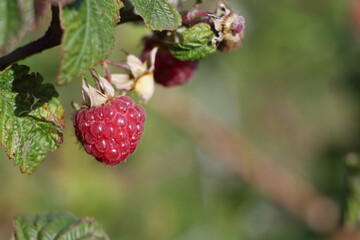 Fresh raspberries on a branch in garden