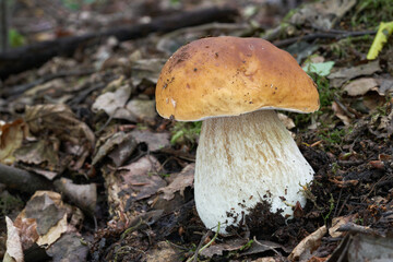 Edible mushroom Boletus edulis in the birch forest. Known as Cep, Penny Bun or Porcini. Wild mushroom growing in the leaves.