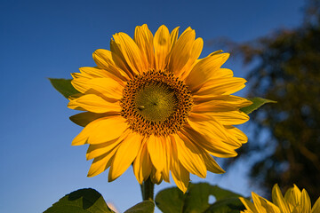 Kopf und Nahaufnahme einer Sonnenblume im Sommer