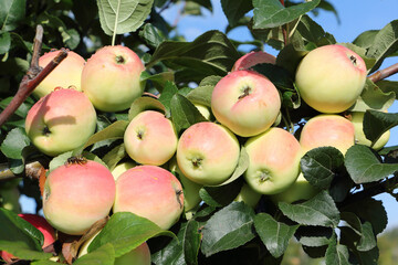 Ripe red apples Ranet on a branch in  garden