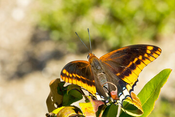  Mariposa del madroño (Charaxes jasius), tomando el sol con las alas abiertas sobre la hoja con...