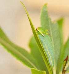 Oruga de  mariposa del madroño de color verde (Charaxes jasius), sobre la hoja verde camuflada con fondo claro.