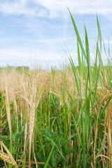 
Beautiful nature.
Rural landscape in bright sunlight. Wheat field ripening background. The concept of a rich harvest.