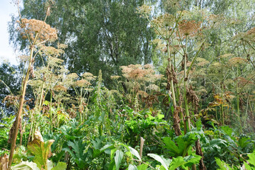 Obraz premium Tall and poisonous plants called hogweed. 