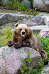 Obraz premium brown bear cub