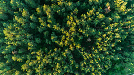 Aerial drone top view beautiful green forest at summer sunset, trees