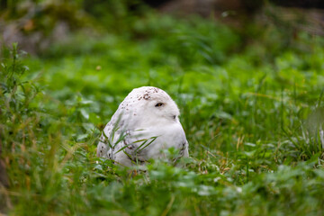 white and grey owl