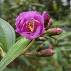 bintan, indonesia, photography for a purple wild flower in a close up photo, great for photo collections, commercial, editorial, wallpaper, etc.