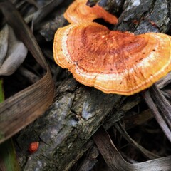 bintan, indonesia, photography for a rare wood fungus, in a close-up photo, great for photo collections, commercial, editorial, wallpaper, etc.