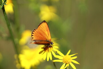 Papillon orange sur du Séneçon de Jacob