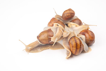 Helix pomatia. grape snail on a white background. mollusc and invertebrate. gourmet protein meat food. communication of the individual in society