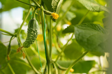 Green cucumber plant growing with vegetable and flower gardening. High quality photo