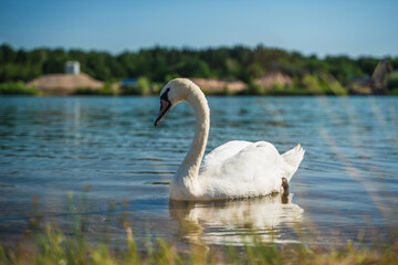 Fototapeta premium swan floating on the lake