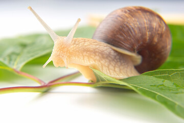Helix pomatia. grape snail crawling on green leaves. mollusc and invertebrate. delicacy meat and gourmet food.