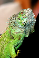 Green iguana as a pet, close-up