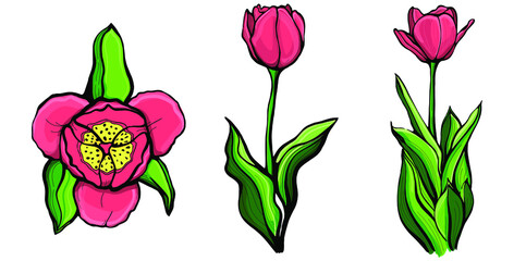 Set of red tulips.Tulip on a stalk with leaves. Hand-drawn vector illustration.Botanical, floral design for printing, paper, web