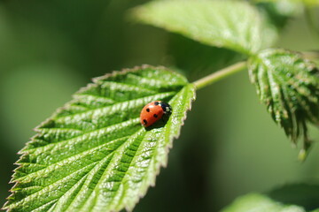 Fototapeta premium Coccinelle sur une feuille de ronce
