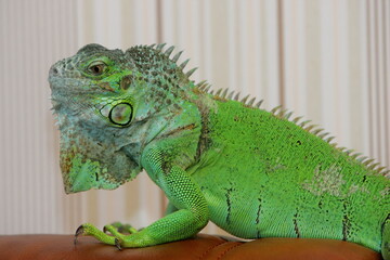 Green iguana as a pet, close-up