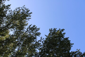 Branches Against A Clear, Sunny Sky