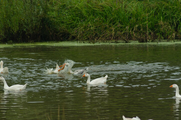 Geese floating in pond in summer