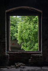 A green tree looking on you from the window