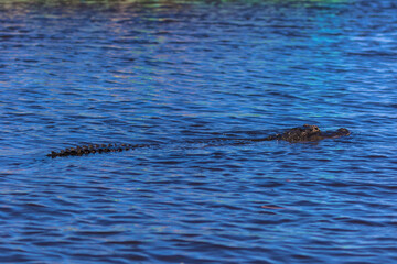 Obraz premium Alligator swimming in the Everglades, Florida, USA