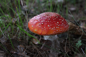 poisonous mushroom fly agaric in the forest