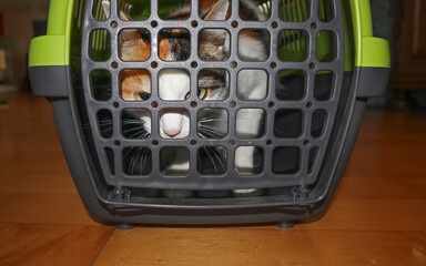Katze in Transportbox