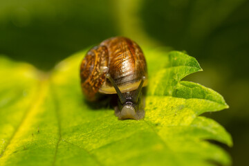 snail on a green leaf