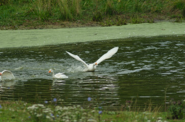 Geese floating in pond in summer