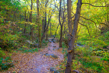 Obraz premium Forest path good for hiking . Woodland in the fall season