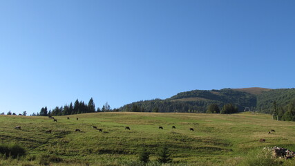 landscape with trees