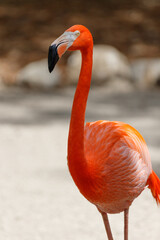 Fototapeta premium American Flamingo, Everglades National Park, Florida, USA