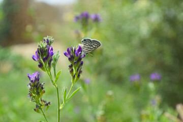 butterfly on green grass close up, insect animal macro flowers plant leaf environment garden, nature park outdoor wallpaper background