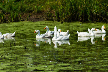 Geese floating in pond in summer