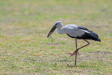 Asian Openbill  Stork - Anastomus oscitans, beautiful large bird from Asian fresh waters, Sri Lanka.