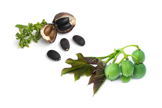 Physic Nut,Jatropha curcas isolated on white background...The fruit and seeds contain hydrogen cyanide (HCN). Jatropha seeds contain a toxic substance called curcin.