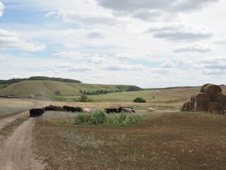 Obraz premium flock of sheep and goats cross a rural road
