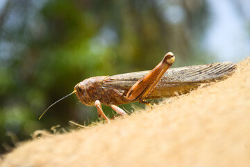 locusts broken legs, grasshopper macro insect bug close up, wild animal migrating locust body invertebrate wallpaper background