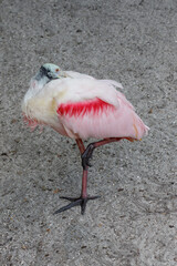 View of a Roseate Spoonbill, Florida, USA