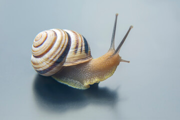 Helix pomatia. grape snail. mollusc and invertebrate. delicacy meat and gourmet food.