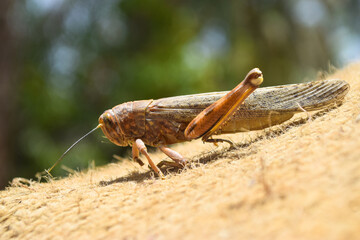 brown dead locusts broken legs, grasshopper macro insect bug close up, wild animal migrating locust body invertebrate wallpaper background