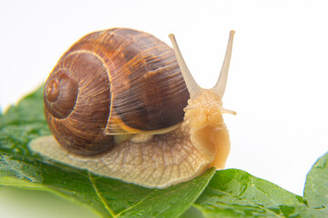 Helix pomatia. grape snail crawling on green leaves. mollusc and invertebrate. delicacy meat and gourmet food.