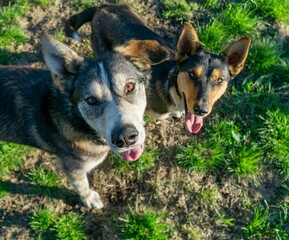 Alaskan Huskys