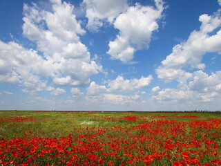 field of poppies